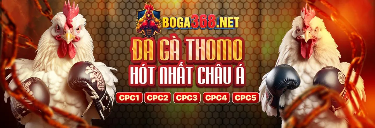 Đá gà trực tuyến z8bet win với không khí sôi động và các trận đấu kịch tính